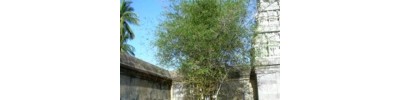 228. திருவெண்ணெய் நல்லூர்